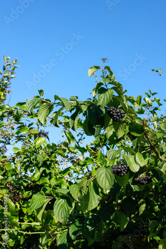  Blooming mulberry tree. Black and red mulberries on the branch of tree.Fresh mulberry.