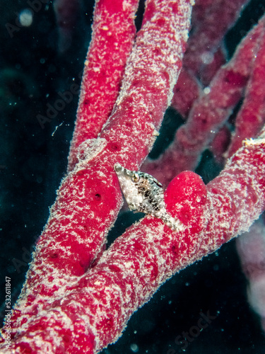 Slender filefish hiding in a red rope sponge on the reef in the Carribbean Sea  Roatan  Bay Islands  Honduras