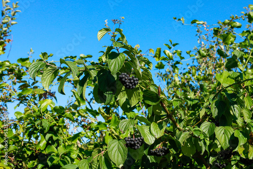  Blooming mulberry tree. Black and red mulberries on the branch of tree.Fresh mulberry.