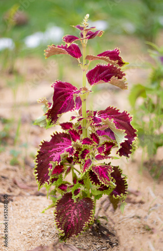 Beautiful Plectranthus scutellarioides, coleus tropical plant, red and green leaves photo