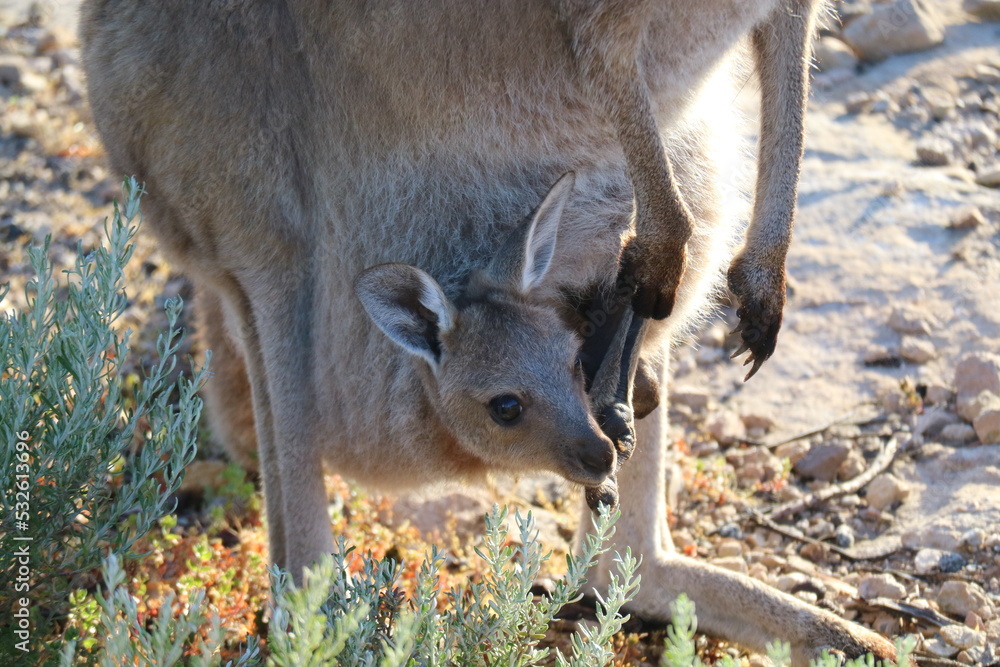 Close up of joey kangaroo in pouch of mama kangaroo in Australia