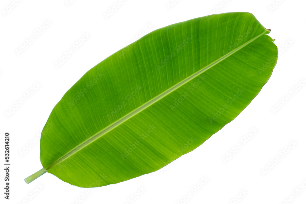 Obraz premium Banana leaf and tree tropical isolated on white background.