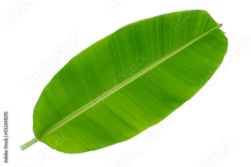 Banana leaf and tree tropical isolated on white background.