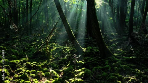 木漏れ日差す青木ヶ原樹海