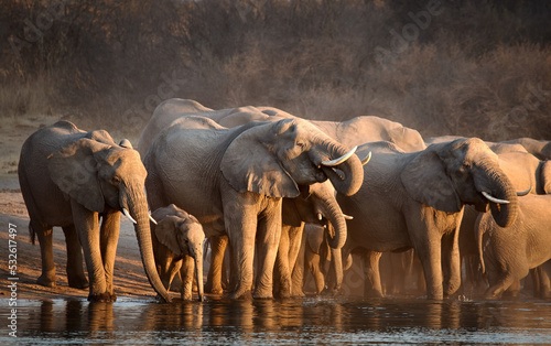 Fényképezés The African Bush Elephant