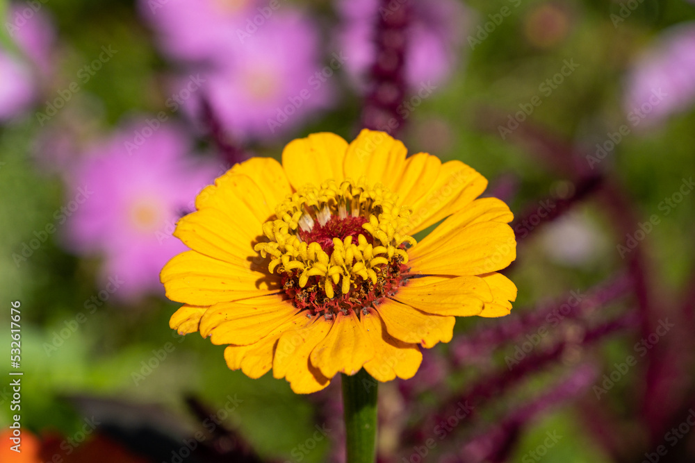 close up of one isolated orange zinnia flower blooming under the sun in the garden close up of one isolated orange zinnia flower blooming under the sun in the garden