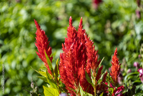 close up of couple red cherry celosia flowers blooming under the sun