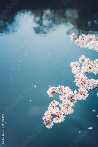 水と桜 © Kobayanski