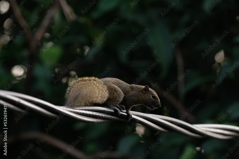 Obraz premium a squirrel walking on the power lines