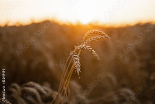 Ears of cereals on farmland