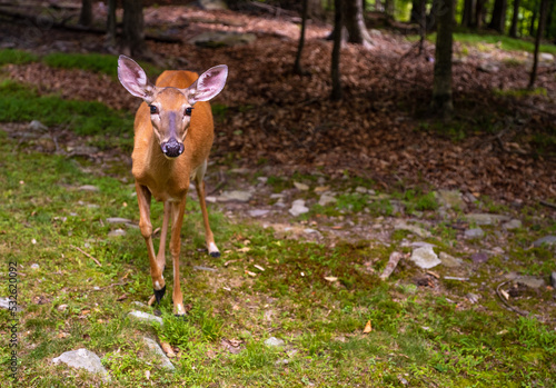 close up photo of a deer photo