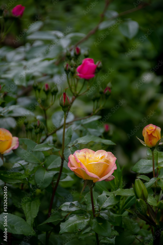 カラフルな薔薇が咲いた夏の庭

