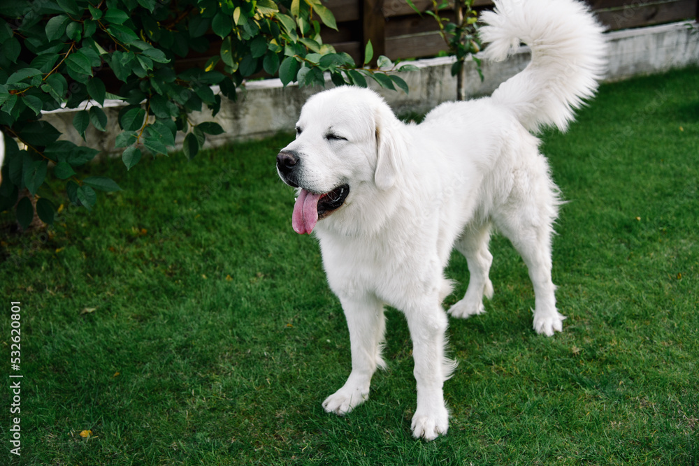 nice dog nice dog