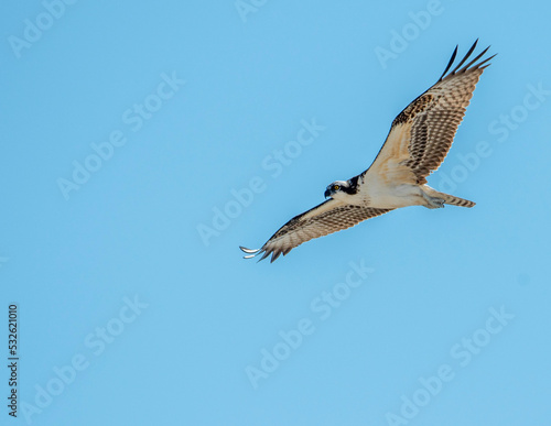 Ospery In Flight