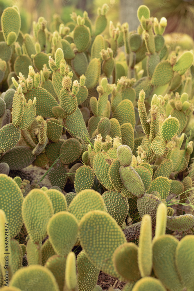 Sunlit image of cactus in the desert Sunlit image of cactus in the desert