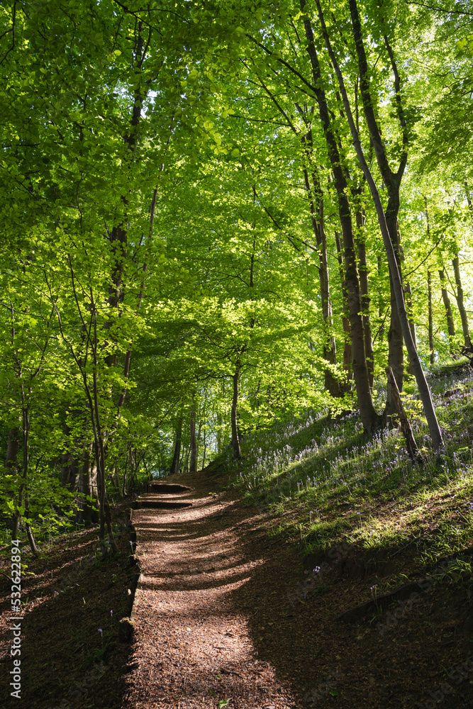 Footpath through spring woodland at sunset