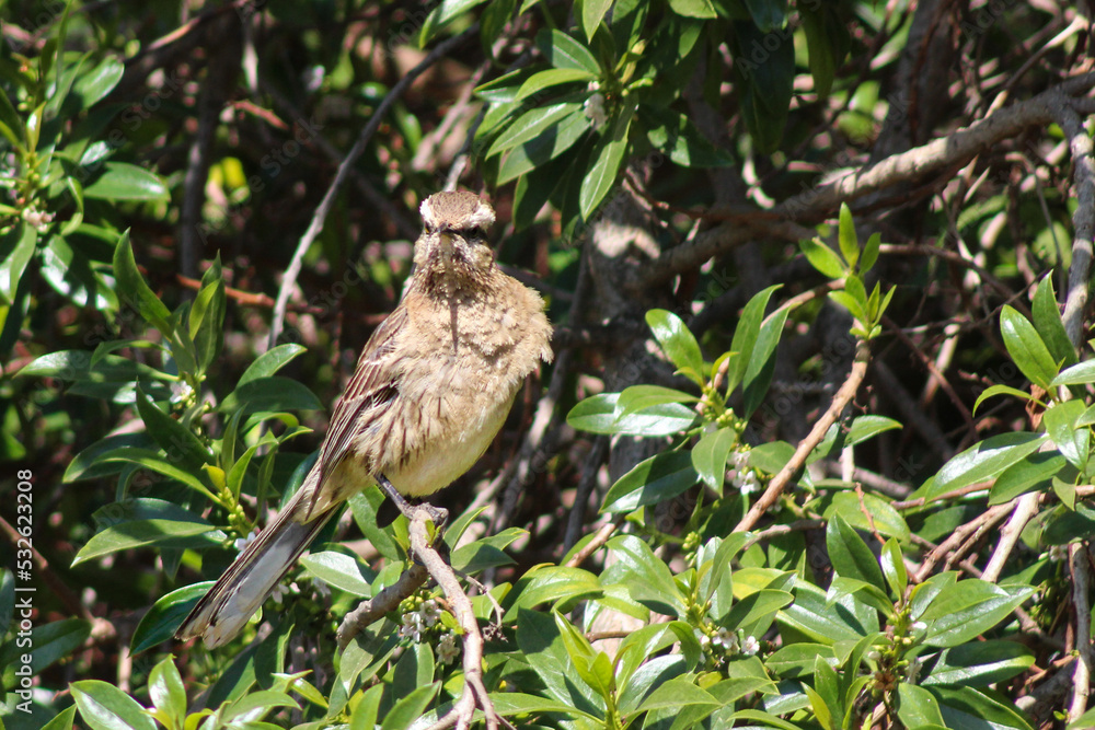 Tenca (Mimus thenca) Tenca (Mimus thenca)
