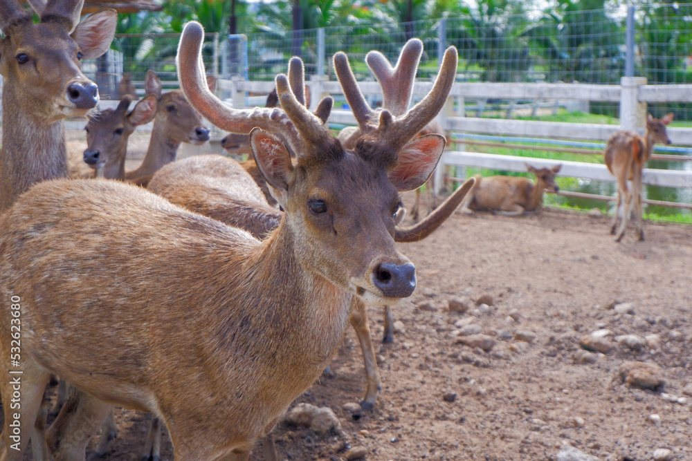 brown deer with beautiful horns standing on the ground inside the zoo.