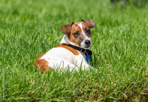Jack Russell Terrier resting in the grass © feeferlump