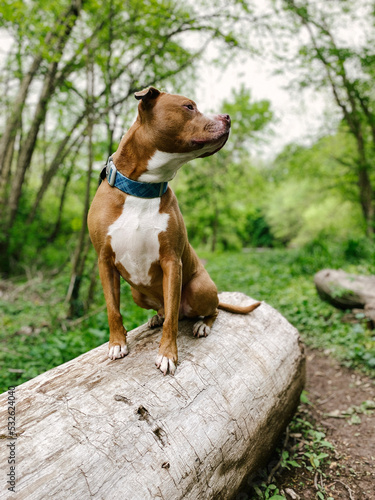 A dog Sitting on a Log