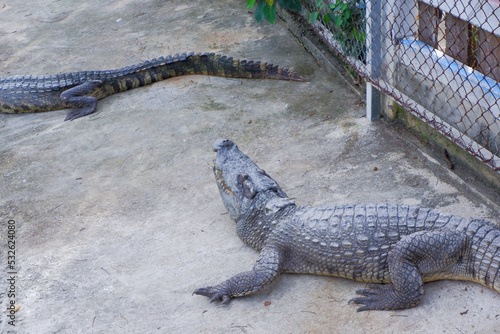 black gray crocodile sunbathing on land.