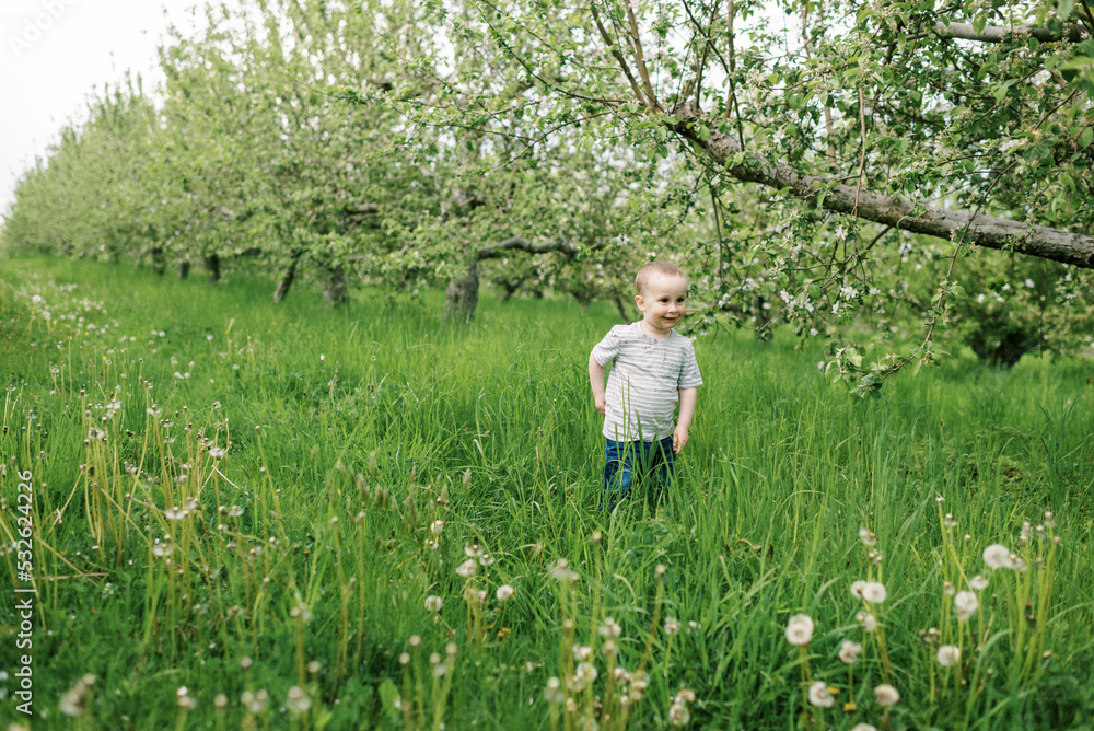 Little toddler standing in an apple orchard in spring Little toddler standing in an apple orchard in spring