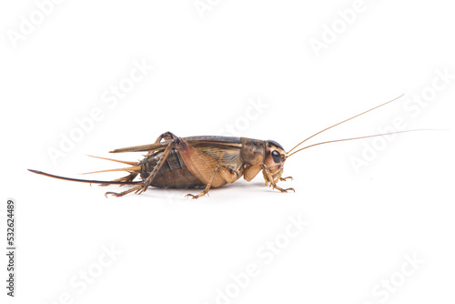 Field female cricket animal isolated on white background