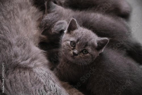 Closeup cute kitten breastfeeding photo
