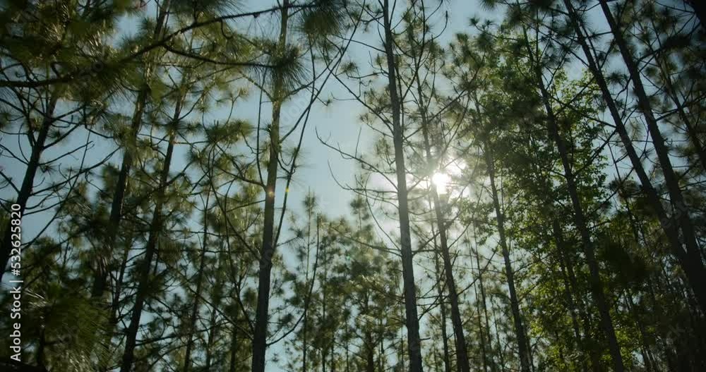 Looking up at trees in the forrest Looking up at trees in the forrest