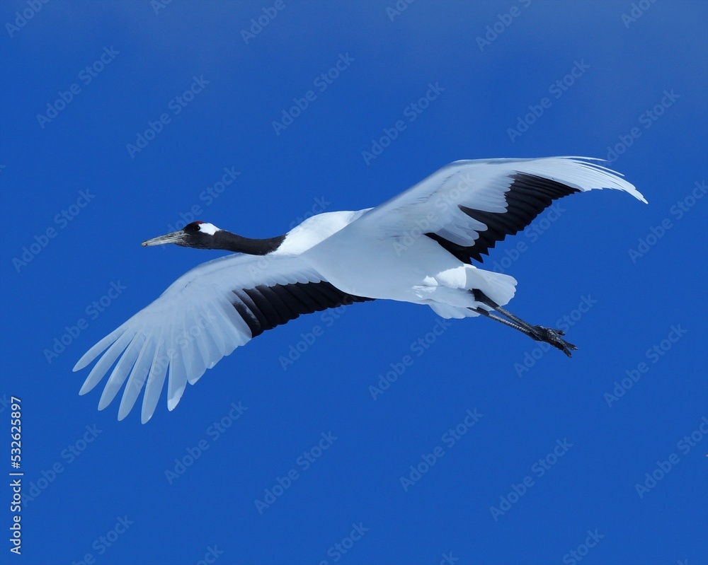 Fototapeta premium 知床の上空を飛ぶ丹頂鶴