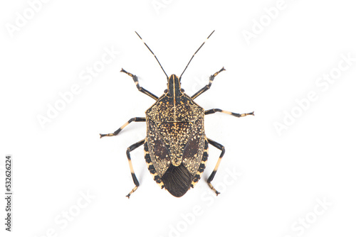 Close-up stinkbug isolated on white background photo
