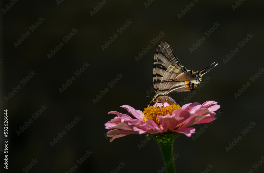 Butterfly Butterfly