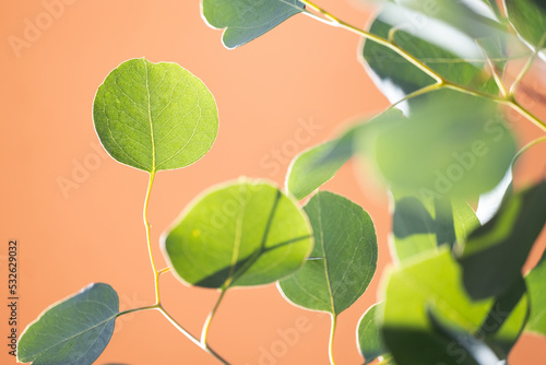 Eucalyptus leaves photo