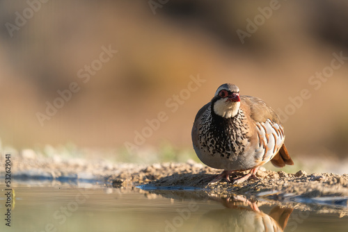 Red-Legged Partridge In A Pond   photo