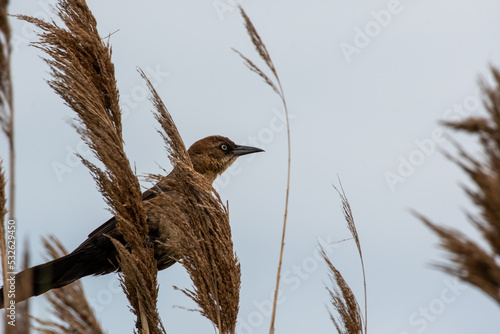 Female Boat-tailed Grackle (Quiscalus major) Perched on Beach Grass in Suffolk County, Long Island, New York photo