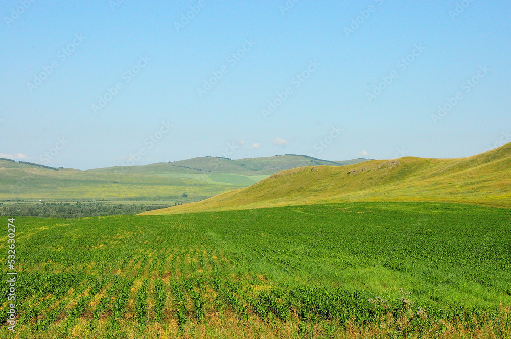 A field of ripening corn at the foot of a high hill in a picturesque summer valley.