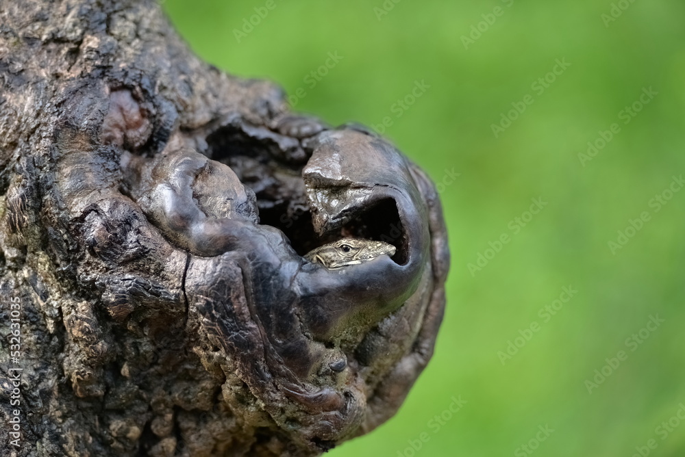 small lizard hiding in a tree hole, yala national park, Sri lanka small lizard hiding in a tree hole, yala national park, Sri lanka