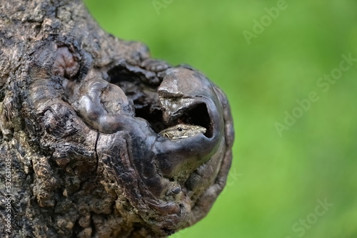 small lizard hiding in a tree hole  yala national park  Sri lanka