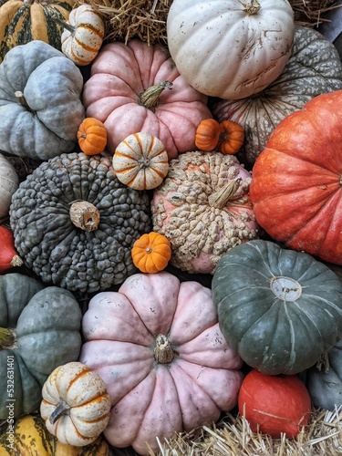 Pumpkin Variety