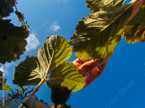 Strawberry leaves. photo
