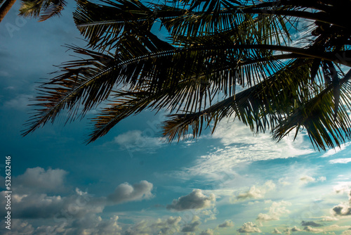 palm tree and cloudy day