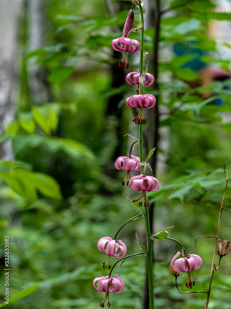 Obraz premium Lily martagon, a beautiful forest pink flower