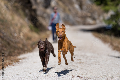 Two Dogs, Viszla And Labrador, Running Towards Camera, Playing Fototapet