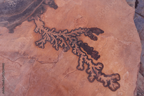 Plant fossil photo