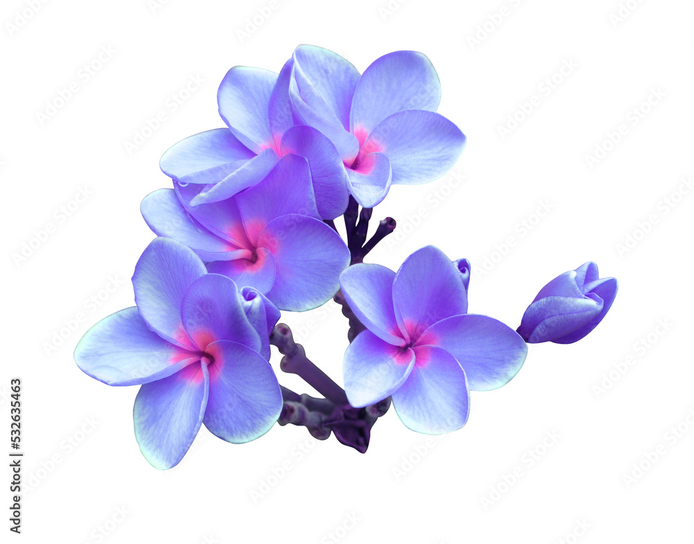 Plumeria or Frangipani or Temple tree flower. Close up pink-purple exotic plumeria flowers bouquet isolated on white background. Plumeria or Frangipani or Temple tree flower. Close up pink-purple exotic plumeria flowers bouquet isolated on white background.