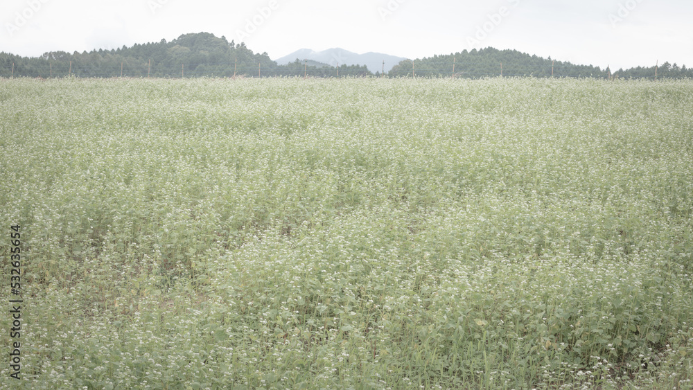 Fototapeta premium 奈良県 笠のそば畑