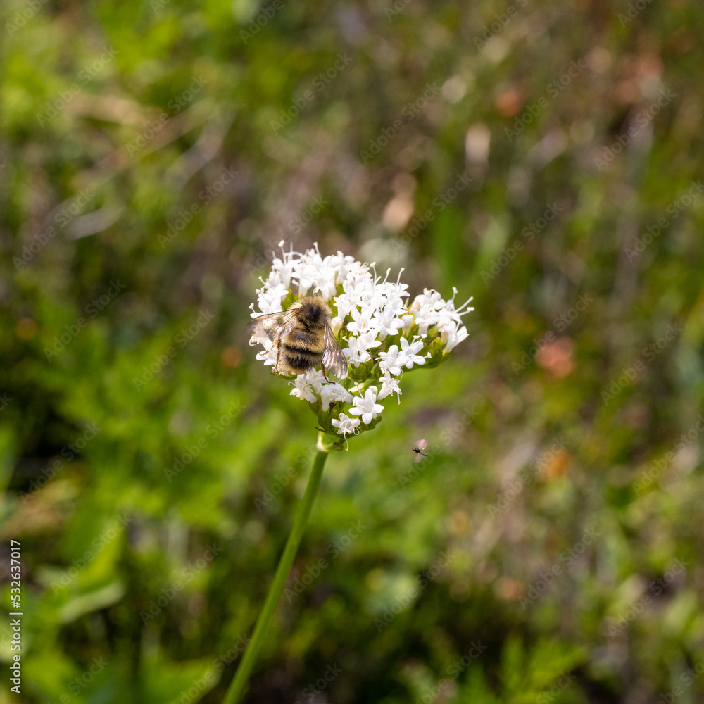 Bee on flower with friend, Alpine Bee on flower with friend, Alpine
