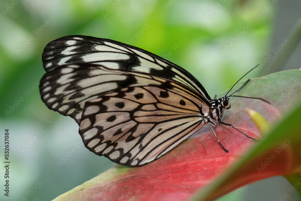 Fototapeta premium Wood Nymph Butterfly in Garden on a Leaf with Selective Focus