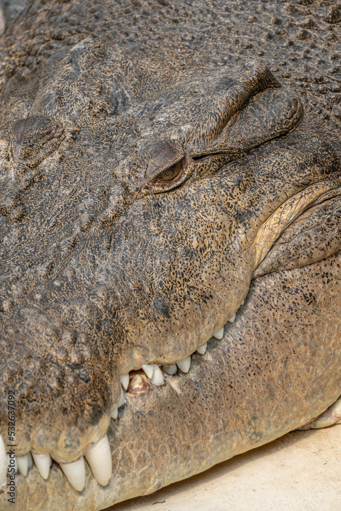 Obraz premium Closeup of a Crocodile Head