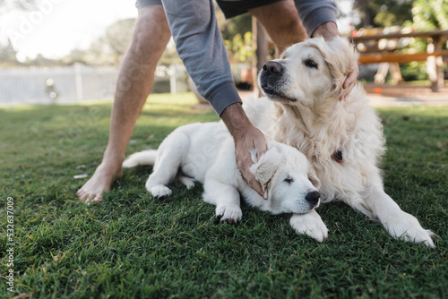 Pair of golden retriever dogs receiving a pat